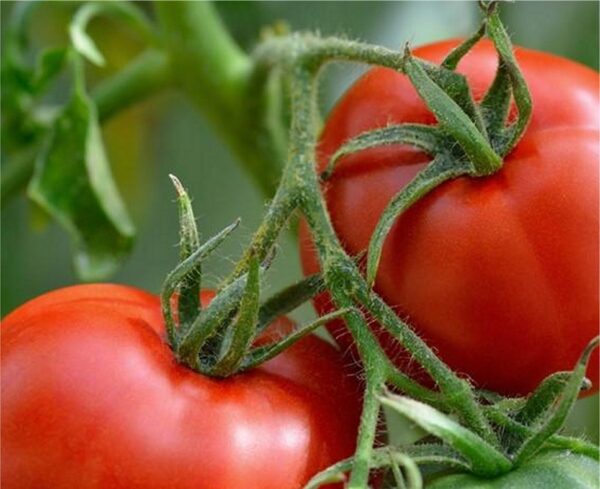 Floradade Tomato Seeds / Lycopersicon lycopersicum 'Floradade' - Image 2