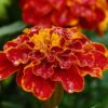 Sparky Mix French Marigolds Seeds, Tagetes patula - Image 4