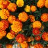 Sparky Mix French Marigolds Seeds, Tagetes patula - Image 6