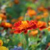 Sparky Mix French Marigolds Seeds, Tagetes patula - Image 7