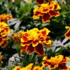 Sparky Mix French Marigolds Seeds, Tagetes patula - Image 8