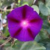 Grandpa Ott Purple Morning Glory, Ipomea purpurea - Image 7