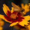 Plains Coreopsis Seeds, Coreopsis tinctoria - Image 6