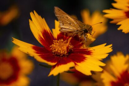 Plains Coreopsis Seeds / Coreopsis tinctoria - Image 6