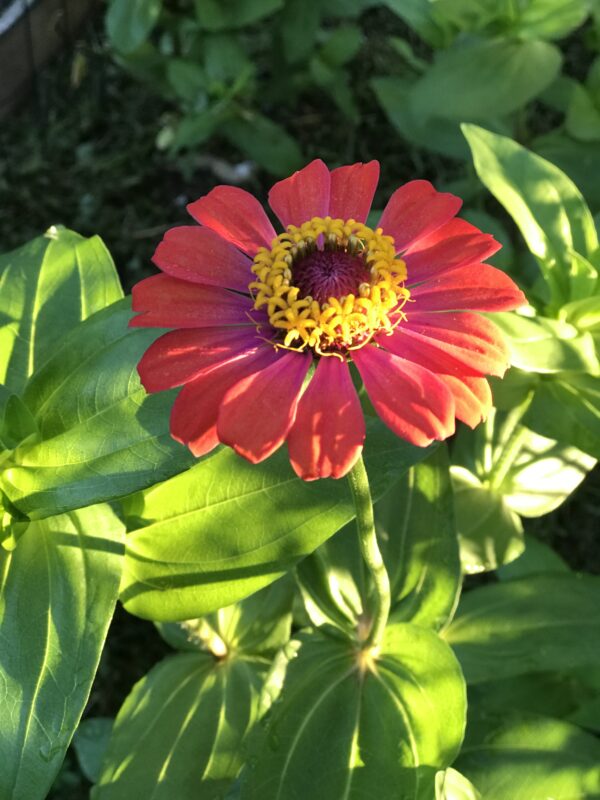Mixed Zinnia seeds, Free Shipping, Zinnia elegans - Image 3