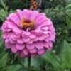 California Giant Zinnia Seeds, Zinnia Elegans - Image 6