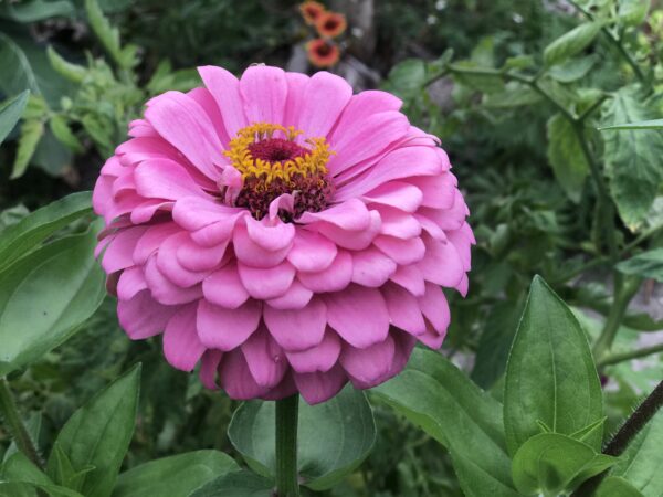 California Giant Zinnia Seeds, Zinnia Elegans - Image 6