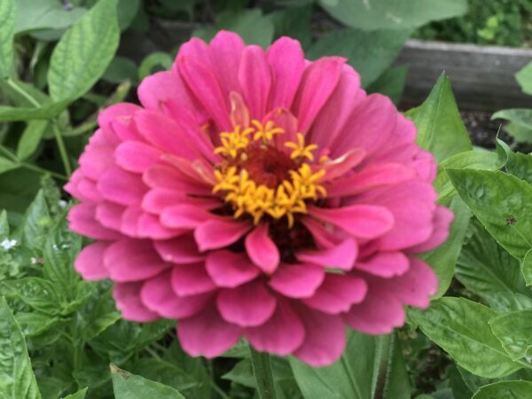 California Giant Zinnia Seeds, Zinnia Elegans - Image 7
