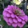 California Giant Zinnia Seeds, Zinnia Elegans - Image 8