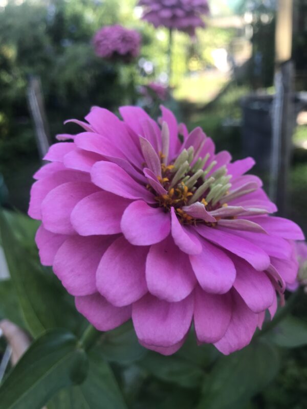 California Giant Zinnia Seeds, Zinnia Elegans - Image 8