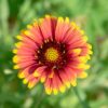 Indian Blanket Flower Seeds, Gaillardia pulchella - Image 5