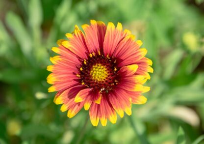 Indian Blanket Flower Seeds / Gaillardia pulchella - Image 5