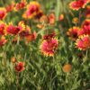 Indian Blanket Flower Seeds, Gaillardia pulchella - Image 6