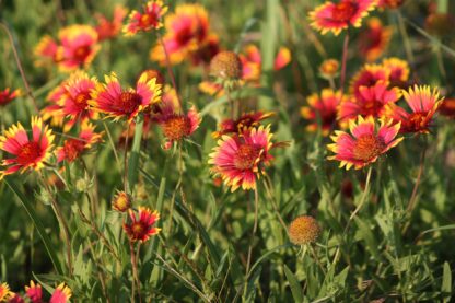 Indian Blanket Flower Seeds / Gaillardia pulchella - Image 6