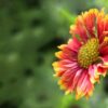 Indian Blanket Flower Seeds, Gaillardia pulchella - Image 7