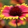 Indian Blanket Flower Seeds, Gaillardia pulchella - Image 8