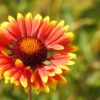 Indian Blanket Flower Seeds, Gaillardia pulchella - Image 9