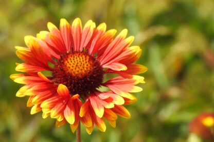 Indian Blanket Flower Seeds / Gaillardia pulchella - Image 9