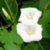 Moonflower Seeds, Ipomea alba - Image 5