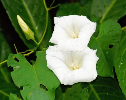 Moonflower Seeds / Ipomea alba - Image 5