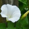 Moonflower Seeds, Ipomea alba - Image 6