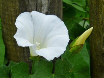 Moonflower Seeds / Ipomea alba - Image 6