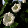 Moonflower Seeds, Ipomea alba - Image 7