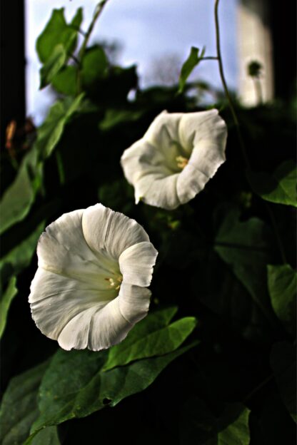 Moonflower Seeds / Ipomea alba - Image 7