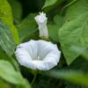 Moonflower Seeds, Ipomea alba - Image 8