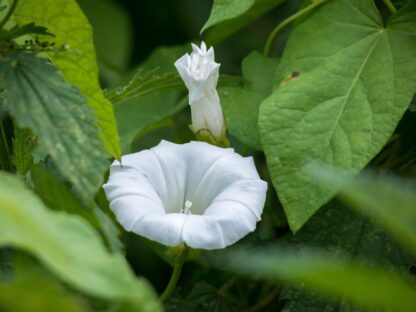 Moonflower Seeds / Ipomea alba - Image 8