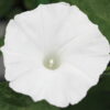 Moonflower Seeds, Ipomea alba - Image 9