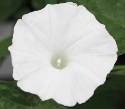 Moonflower Seeds / Ipomea alba - Image 9