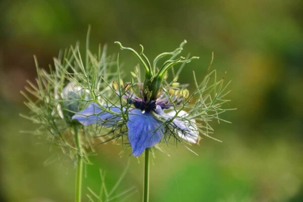 Love-in-a-Mist Seeds, Nigella damascena - Image 6