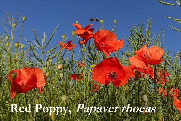 Red Poppy / Flanders Poppy, Free Shipping, Papaver rhoeas - Image 4
