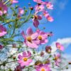 Sensation Mix Cosmos Seeds, Cosmos bipinnatus - Image 7