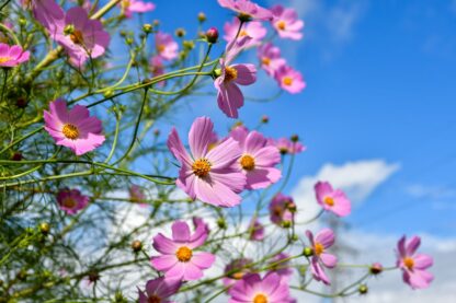 Sensation Mix Cosmos Seeds / Cosmos bipinnatus 'Sensation Mix' - Image 7