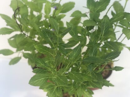 Blue Nettle Leaf Porterweed, Stachytarpheta cayennensis - Image 3
