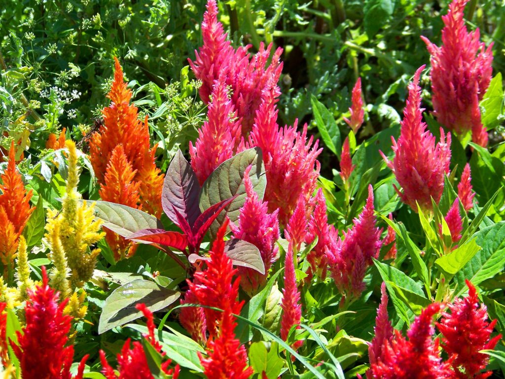 flame shaped celosia