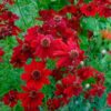 Dwarf Red Plains Coreopsis Seeds, Coreopsis tinctoria - Image 7