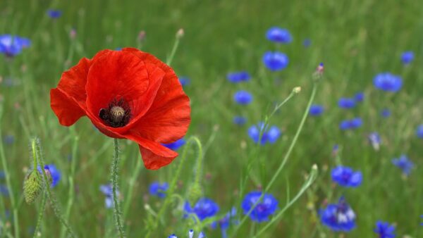 Red Poppy / Flanders Poppy, Free Shipping, Papaver rhoeas - Image 5