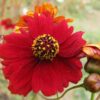 Dwarf Red Plains Coreopsis Seeds, Coreopsis tinctoria - Image 8