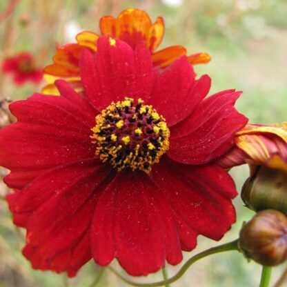 Dwarf Red Plains Coreopsis Seeds / Coreopsis tinctoria - Image 8