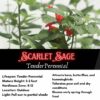 Scarlet Sage Seeds /Tropical Sage, Salvia coccinea - Image 2