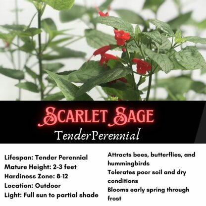 Scarlet Sage Seeds, Tropical Sage / Salvia coccinea - Image 2