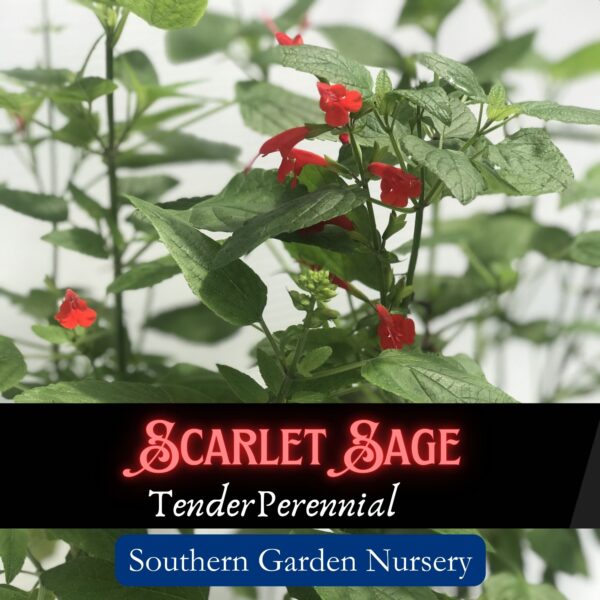 Scarlet Sage Seeds, Salvia coccinea