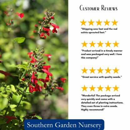 Scarlet Sage Seeds, Tropical Sage / Salvia coccinea - Image 3