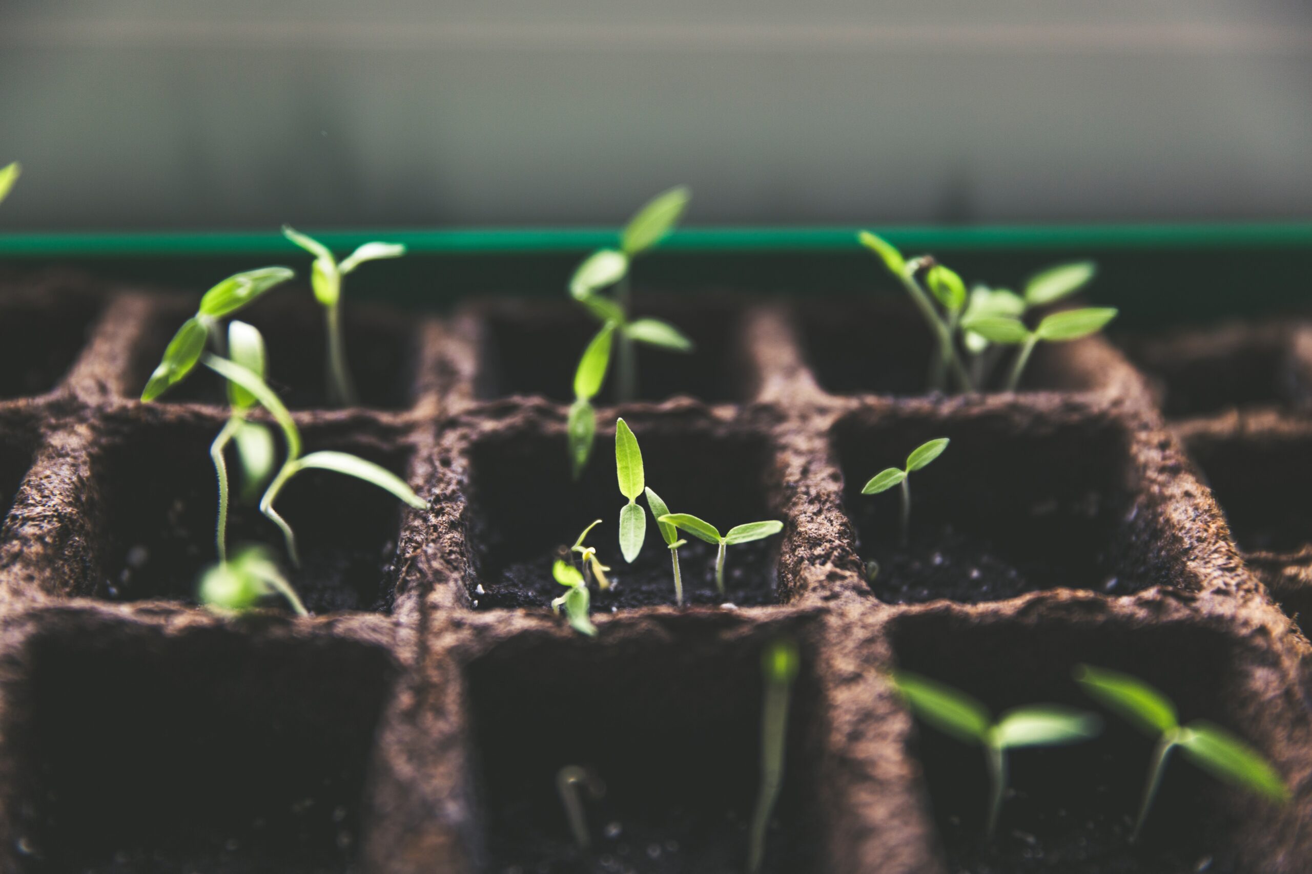 soil temperature and seed germination