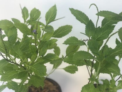Blue Nettle Leaf Porterweed, Stachytarpheta cayennensis - Image 2