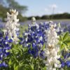 Texas Bluebonnets Seeds, Lupinus texensis - Image 8