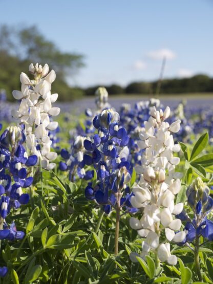 Texas Bluebonnets Seeds, Lupinus texensis - Image 8
